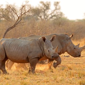 White rhinoceros in dust at sunset